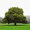 Экологичность – одно из важнейших преимуществ натуральной древесины